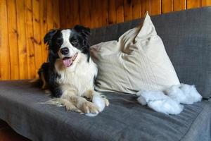 Naughty playful puppy dog border collie after mischief biting pillow lying on couch at home. Guilty dog and destroyed living room. Damage messy home and puppy with funny guilty look. photo