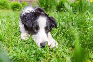 Funny outdoor portrait of cute smilling puppy dog border collie lying down on green grass lawn in park or garden background photo