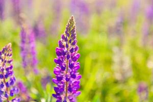 Beautiful blooming lupine flowers in spring time. Field of lupines plants background. Violet wild spring and summer flowers. Gentle warm soft colors selective focus, blurred background photo