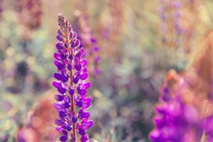 Beautiful blooming lupine flowers in spring time. Field of lupines plants background. Violet wild spring and summer flowers. Gentle warm soft colors selective focus, blurred background photo