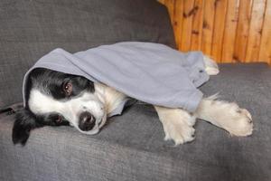 Funny puppy dog border collie lying on couch under plaid indoors. Little pet dog at home keeping warm hiding under blanket in cold fall autumn winter weather. Pet animal life Hygge mood concept. photo