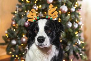 Funny cute puppy dog border collie wearing Christmas costume deer horns hat near christmas tree at home indoors background. Preparation for holiday. Happy Merry Christmas concept. photo