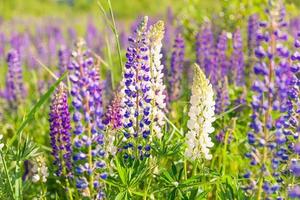 Beautiful blooming lupine flowers in spring time. Field of lupines plants background. Violet wild spring and summer flowers. Gentle warm soft colors selective focus, blurred background photo