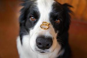 Will you marry me. Funny portrait of cute puppy dog border collie holding two golden wedding rings on nose, close up. Engagement, marriage, proposal concept. photo