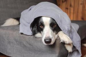 Funny puppy dog border collie lying on couch under plaid indoors. Little pet dog at home keeping warm hiding under blanket in cold fall autumn winter weather. Pet animal life Hygge mood concept. photo