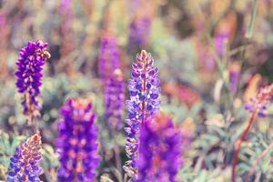 Beautiful blooming lupine flowers in spring time. Field of lupines plants background. Violet wild spring and summer flowers. Gentle warm soft colors selective focus, blurred background photo