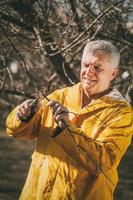 Pruning In The Orchard photo