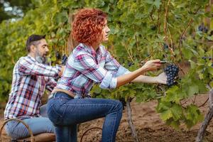 Vineyard Harvest view photo