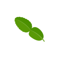 Kaffir lime leaves. Herbs for health. for cooking png