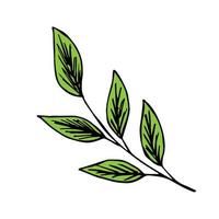 Simple hand-drawn color vector drawing. Green tree branch, foliage. For spring-summer design, element of nature, freshness.