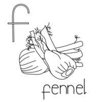 Coloring page fruit and vegetable ABC, Letter F - fennel, educated coloring card vector