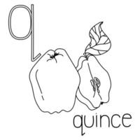 Coloring page fruit and vegetable ABC, Letter Q - quince, educated coloring card vector