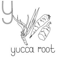 ABC coloring card, Letter Y - yucca root, fruit and vegetable alphabet vector