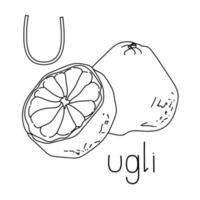 Coloring page fruit and vegetable ABC, Letter U - ugli, educated coloring card vector