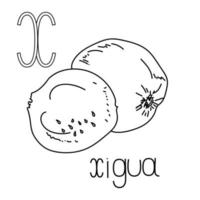 Coloring page fruit and vegetable ABC, Letter X - xigua, educated coloring card vector