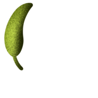 decorative Aesthetic Leaf png