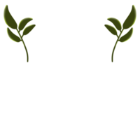 decorative Aesthetic Leaf png