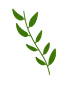 decorative Aesthetic Leaf png