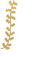 decorative Aesthetic Leaf png