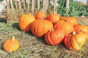 otoño natural ver calabaza en el fondo de la granja ecológica. papel tapiz inspirador de octubre o septiembre. cambio de estaciones, concepto de comida orgánica madura. fiesta de halloween día de acción de gracias. foto