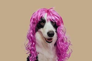 Pet dog border collie wearing colorful lilac wig isolated on beige brown background. Funny puppy in pink wig in carnival or halloween party. Emotional pet muzzle. Grooming barber hairdresser concept. photo