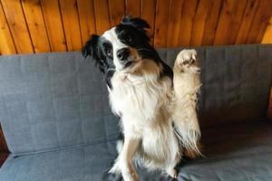 Funny portrait of puppy dog border collie waving paw sitting on couch. Cute pet dog resting on sofa at home indoor. Funny emotional dog, cute pose. Dog raise paw up. photo