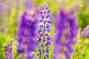 Beautiful blooming lupine flowers in spring time. Field of lupines plants background. Violet wild spring and summer flowers. Gentle warm soft colors selective focus, blurred background photo