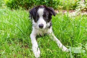 Funny outdoor portrait of cute smilling puppy dog border collie lying down on green grass lawn in park or garden background