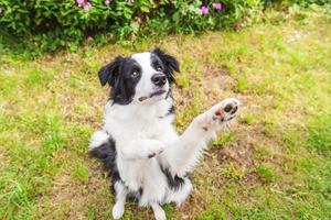 retrato al aire libre de lindo perrito border collie sonriente sentado sobre fondo de flores de hierba. nuevo miembro encantador de la familia perrito saltando y esperando recompensa. cuidado de mascotas y concepto de vida de animales divertidos. foto