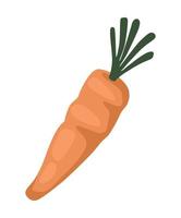 fresh carrot vegetable vector