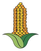 corn fresh vegetable vector