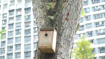 Bienen auf einer Holzkonstruktion, die an einem Baum befestigt ist video