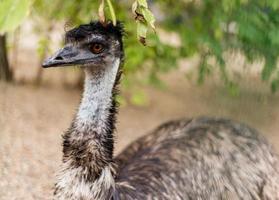 Beautiful head of emu photo