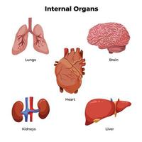 conjunto de ilustraciones de órganos principales internos humanos como cerebro, pulmones, corazón, hígado y riñones. médico temático para dibujo educativo con pictograma de color de estilo de dibujos animados de vector aislado.