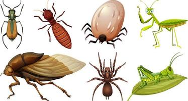 Collection of different insects vector