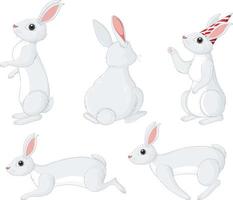 White rabbits in different poses set vector
