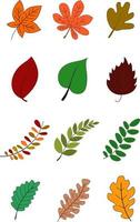 collection of colorful leaves.  Simple cartoon flat style vector leaves.