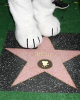 LOS ANGELES, NOV 2 - Snoopy s paws with Star at the Snoopy Hollywood Walk of Fame Ceremony at the Hollywood Walk of Fame on November 2, 2015 in Los Angeles, CA photo