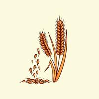 Hand drawn yellow golden colored of wheat ears cereals barley illustration in vintage and retro style on white background vector