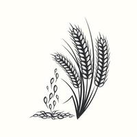 Hand drawn black and white silhouette of wheat ears cereals barley illustration in vintage and retro style on white background vector