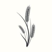 Hand drawn black and white silhouette of wheat ears cereals barley illustration in vintage and retro style on white background vector