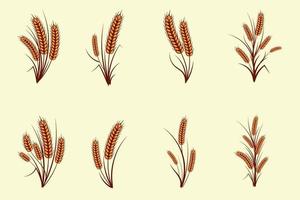 Set of hand drawn yellow golden color of wheat ears cereals barley illustration in vintage and retro style on white background vector