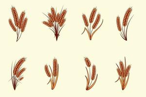 Set of hand drawn yellow golden color of wheat ears cereals barley illustration in vintage and retro style on white background vector