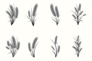 Set of hand drawn black and white silhouette of wheat ears cereals barley illustration in vintage and retro style on white background vector