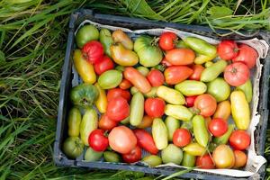 fresh vegetables on the market. tomato harvest in box photo