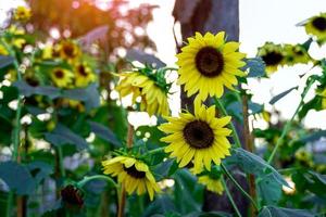 bright yellow sunflower near the gorge in the evening. Soft and selective focus. photo