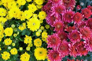 Close up of yellow and red chrysanthemums. Flowers are often given to lovers, red flowers means love and good luck best wishes, Yellow means lasting love. Soft and selective focus. photo