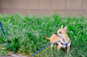 chihuahua de paseo. perro con correa. perro decorativo foto