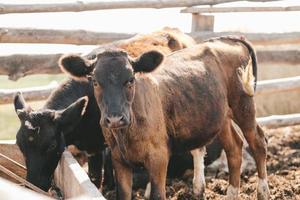 Portrait of a samall brown calf. calves in the pen against the background of a manure photo