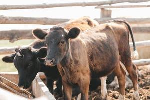 Portrait of a samall brown calf. calves in the pen against the background of a manure photo